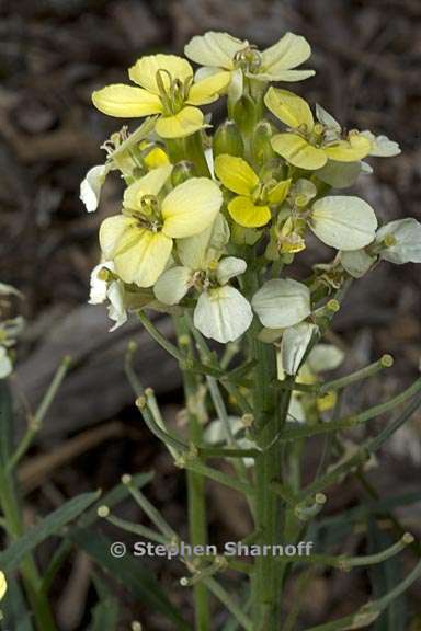 erysimum franciscanum 4 graphic